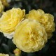 Trandafir floribund Solero C4